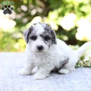 Rolo, Bich-Poo Puppy